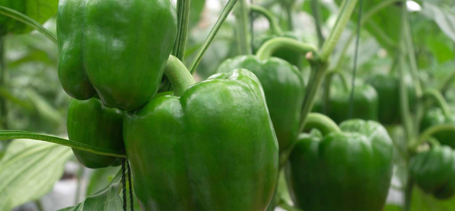 Creating new strategies to tackle pests threatening sweet pepper crops