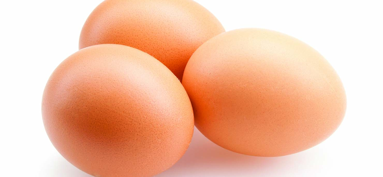 How artificial eggshells could help bring back extinct birds