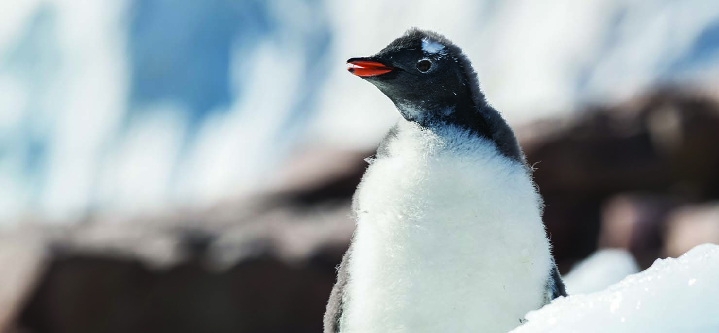 /-/media/images/cni/issue-image/2026/09/penguin.ashx?h=687&w=1480&hash=E12A808365CFBD12A68867357CB4677D