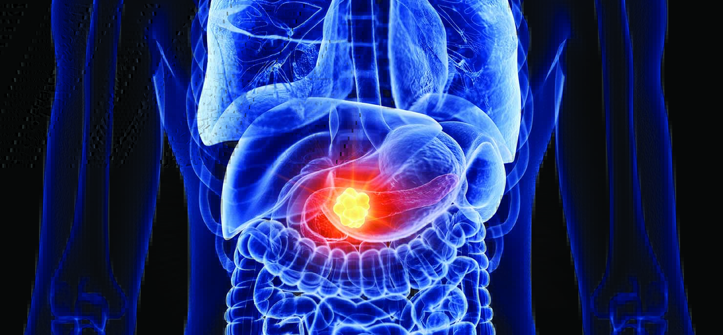 /-/media/images/cni/issue-image/2026/10/pancreas-skeleton-highlighted.ashx?h=687&w=1480&hash=2AF4A2B7DC6E3C397A3458ADFEEB7EDE