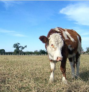 /-/media/images/events/2022/cow_listing.ashx?h=300&w=290&hash=E440DF8E7F73B4DD88C9323176122F42