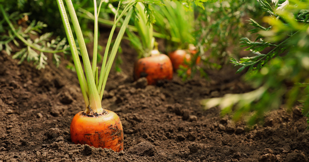 SCI Horticulture Group David Miller Awards