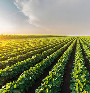 /-/media/images/events/2023/agriculture_listing.ashx?h=300&w=290&hash=98B8504BA303799F1CE64F2D5615AC23167D4B4B