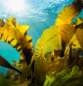 /-/media/images/events/2023/wastefree-world-with-seaweed_listing.ashx?h=300&w=290&hash=77EC0BC5D83F46C7684B6DD5FD87341E