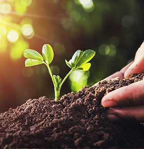 /-/media/images/events/2025/food-group/tree-being-planted-with-sun-shining.ashx?h=300&w=290&hash=E589D76AB64FFC315A6528124612808C