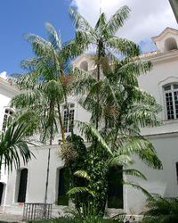 acai palm by Osmar Arouck