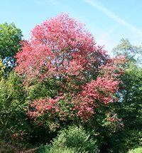 acer rubrum photo by Jean-Pol Grandmont 