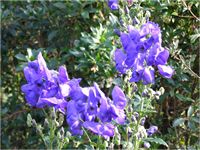 aconitum