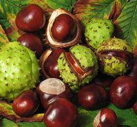 aesculus_hippocastanum_fruit
