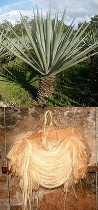 agave sisalana, and sisal fibre by Allan Patrick