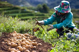 /-/media/images/general/a/agri-food--crops-3.ashx?h=184&w=275&hash=82573BC55672BFB1EA2039FB2E5AD3A5D0DBB023