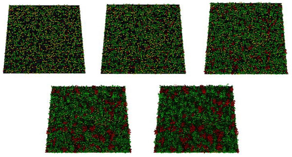 Figure 4. From the top left across and then down and across show day 0, 1,2 4, and 7 of a simulation of bacteria growing in competition. Green is P. fluorescens, yellow is P. ananatis, and red is E. coli.