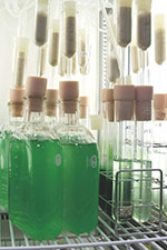 algae in lab