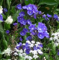 Anchusa - Alison Foster, Oxford Botanic Garden - CC-BY-SA