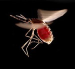 Anopheles Gambiae Mosquito