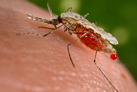 anopheles mosquito