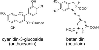 anthocyanin betalain