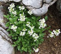 Arabis alpina ccbysa - photo by Jerzy Opioła - CCBYSA