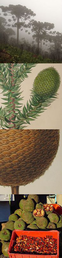 araucaria angustifolia.jpg - Adrian Mitchell (top) Stephen Harris, Oxford University Herbaria (middle two) University of Rio Grande do Sul (bottom)