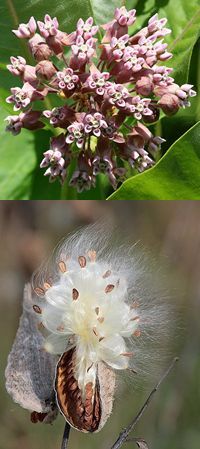 Asclepias syriaca by Randy Nonenmacher and MDF