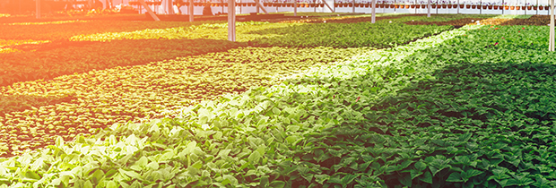 Agriculture