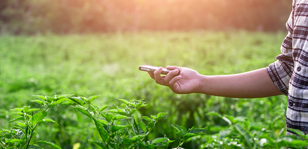 smart agriculture