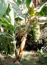 banana plant