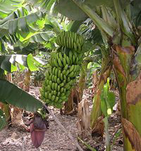 banana plantation by Luc Viatour