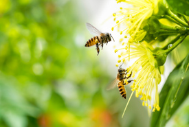 /-/media/images/general/b/bees1.ashx?h=185&w=275&hash=A7DE85EE7199A614DD4CEC9389313A37