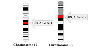 BRCA genes