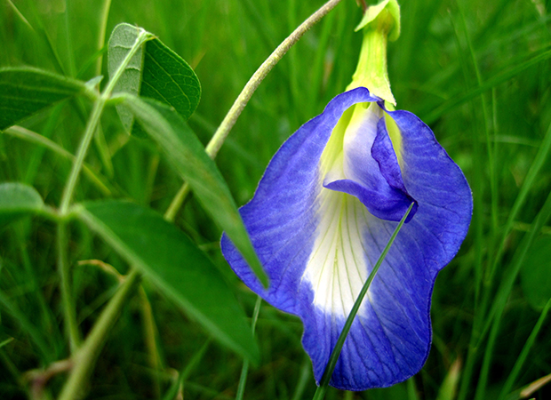 butterfly pea