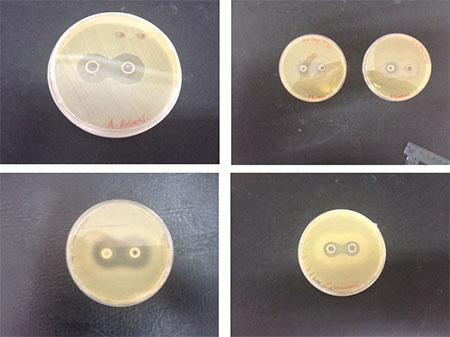 bacteria in royal jelly