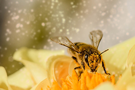 /-/media/images/general/b2/bee-pollen.ashx?h=184&w=275&hash=622983DBA4DD4E0653DB5B3F95FDAEAE