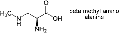 Bmethylaminoalanine