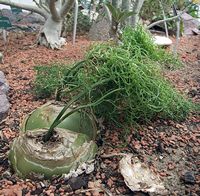 Bowiea volubilis photo by Citron 