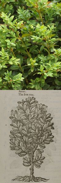 buxus