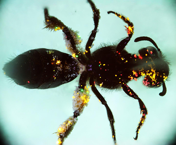 fluorescent bee