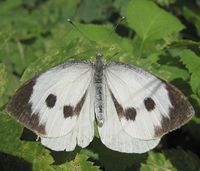 cabbage white butterfly picture by S Sepp