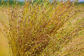 camelina