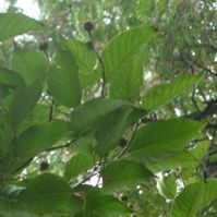 camptotheca acuminata