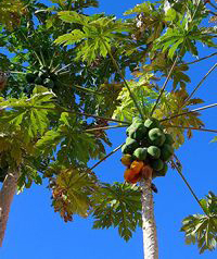 carica papaya by H Zell