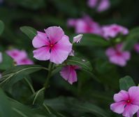 Madagascar periwinkle (Catharanthus) by Alison Foster