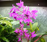 cattleya