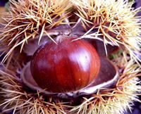 Chestnuts  photo by Joost J Bakker, copyright CC-BY