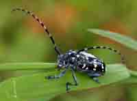 Citrus Longhorn Beetle, Gozo News