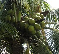 Coconut picture by laminfo