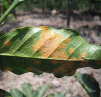 coffee leaf rust ccbysa - photo by Smartse - CCBYSA