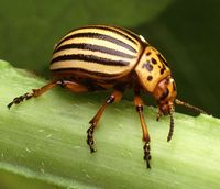 Colorado Potato Beetle (picture by Scott Bauer)