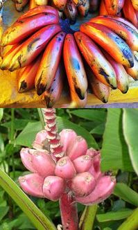 coloured bananas by Thelmadatter and David Monniaux