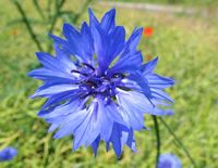 cornflower Kristian Peters